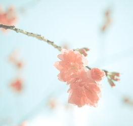 尘埃里的花朵,探寻生命之花的坚韧与美丽